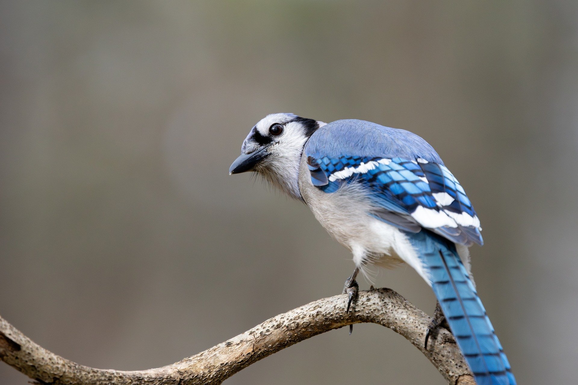 高效团队协作的五大核心要素